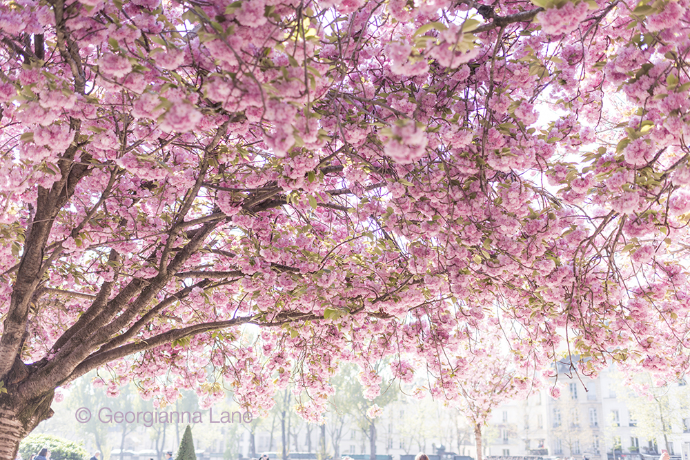 Cherry blossoms in Paris by Georgianna Lane, author of Paris in Bloom