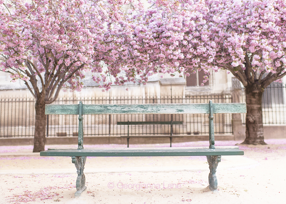 Cherry blossoms in Paris by Georgianna Lane, author of Paris in Bloom