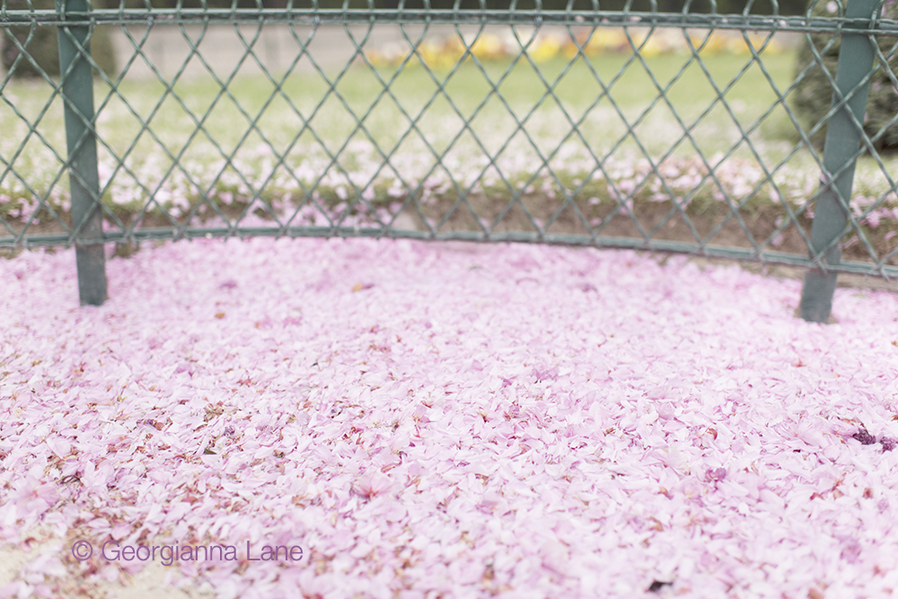 Cherry blossoms in Paris by Georgianna Lane, author of Paris in Bloom