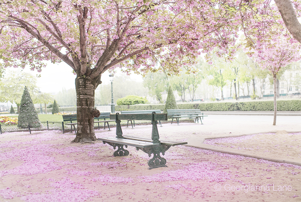 Cherry blossoms in Paris by Georgianna Lane, author of Paris in Bloom