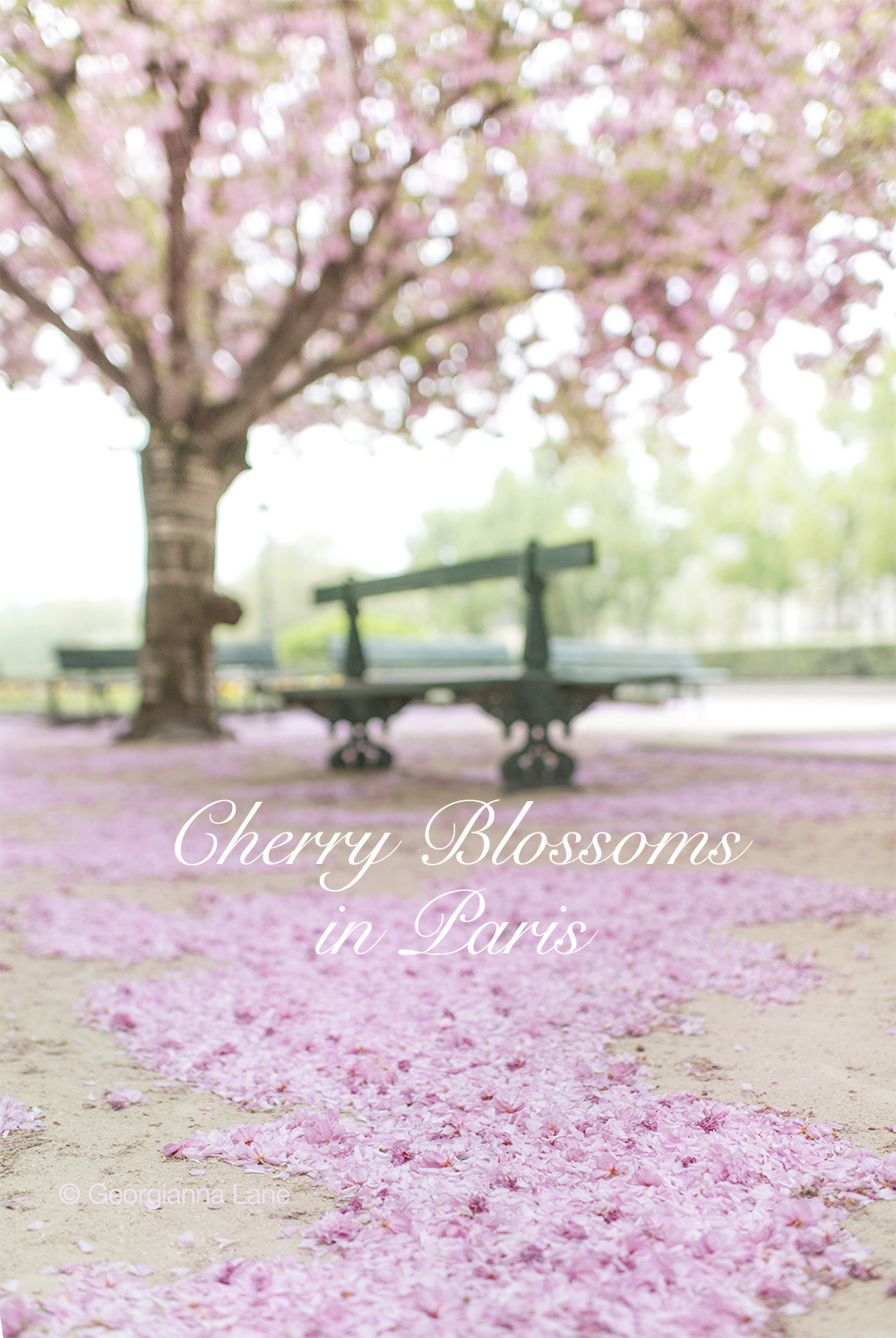 Cherry blossoms in Paris by Georgianna Lane, author of Paris in Bloom