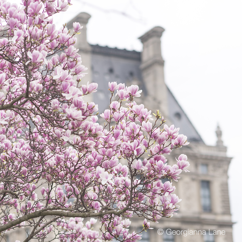 Magnolias in the Tuileries, Paris, by Georgianna Lane