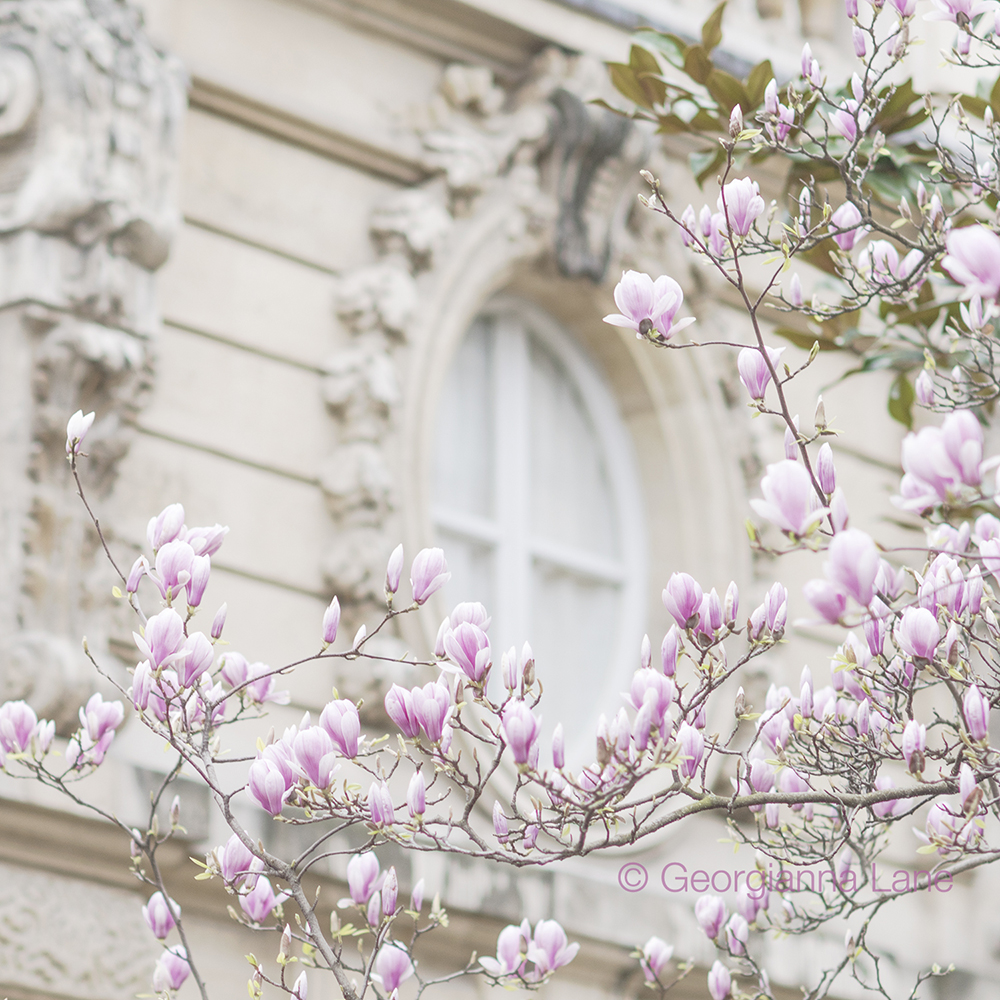 Magnolias in Paris by Georgianna Lane