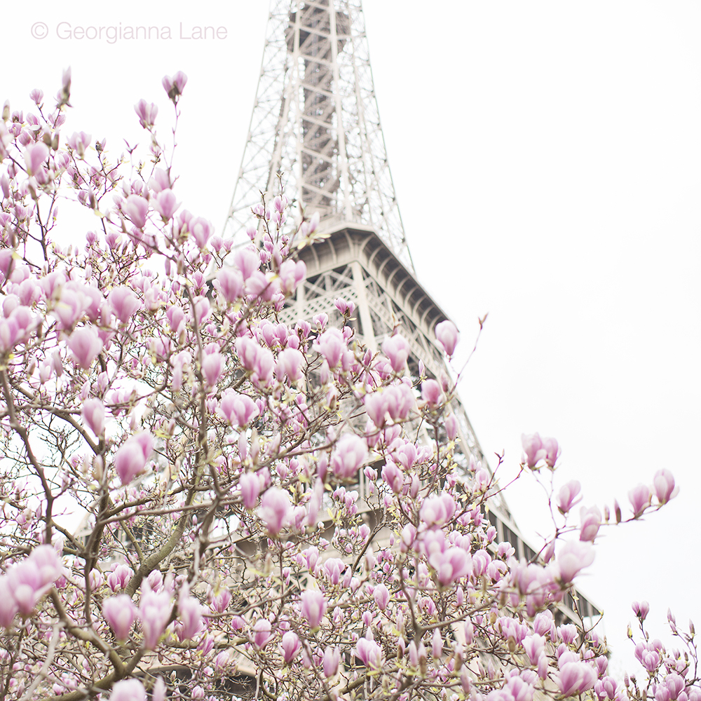 Magnolias at the Eiffel Tower by Georgianna Lane