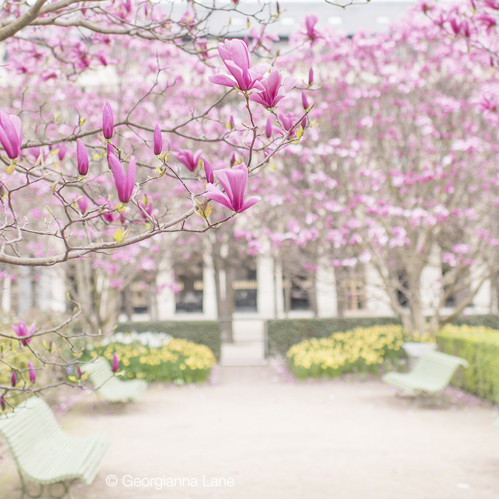 Magnolias at Palais Royal, Paris, by Georgianna Lane