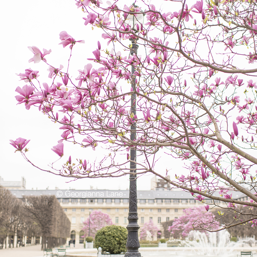 Palais Royal in spring by Georgianna Lane