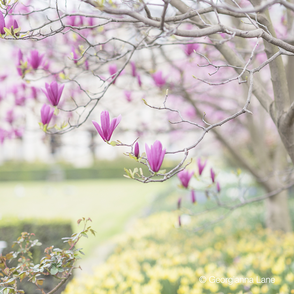 Palais Royal, Paris, in spring by Georgianna Lane