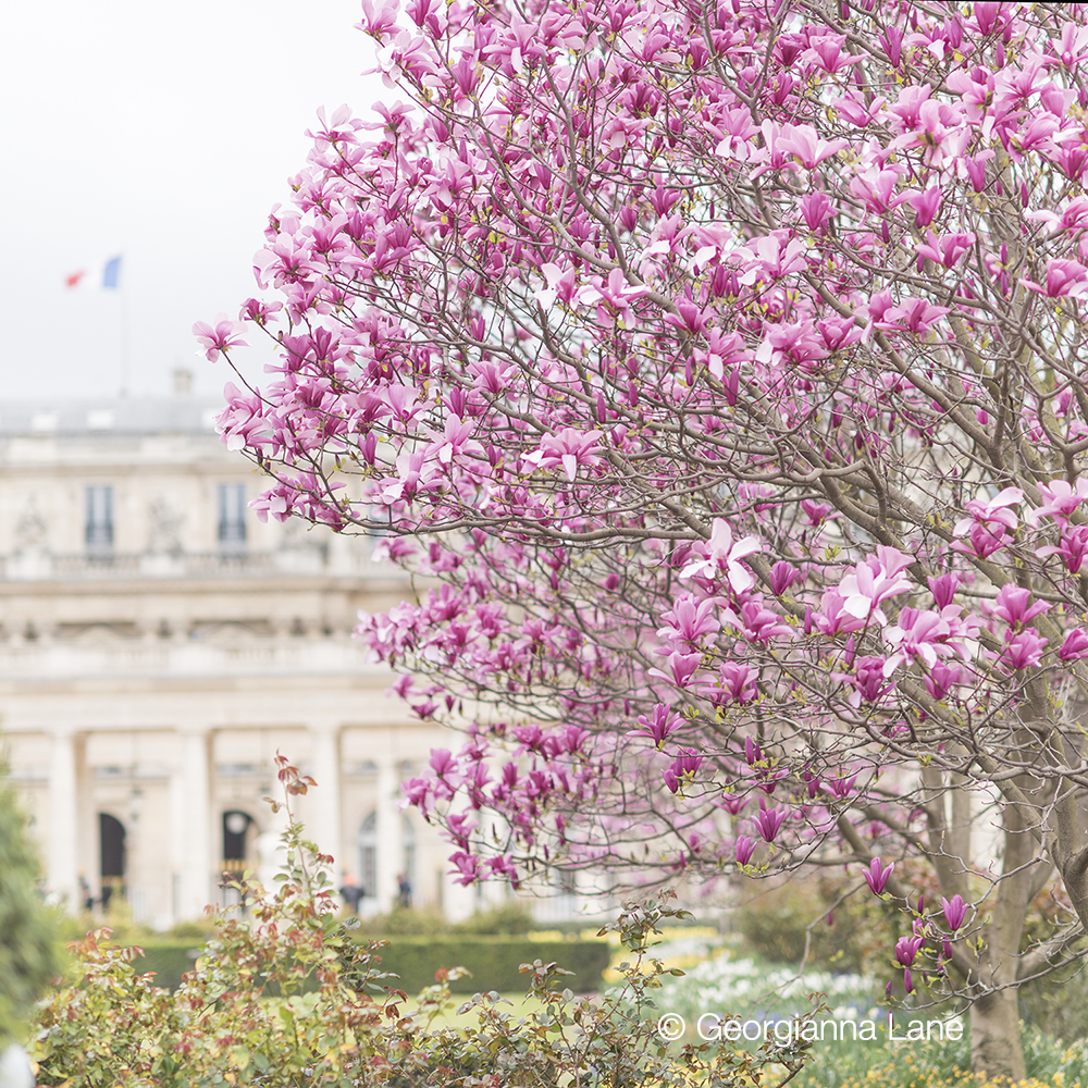 Palais Royal in spring by Georgianna Lane