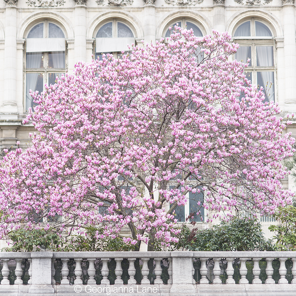 Magnolias at the Hôtel de Ville, Paris, by Georgianna Lane