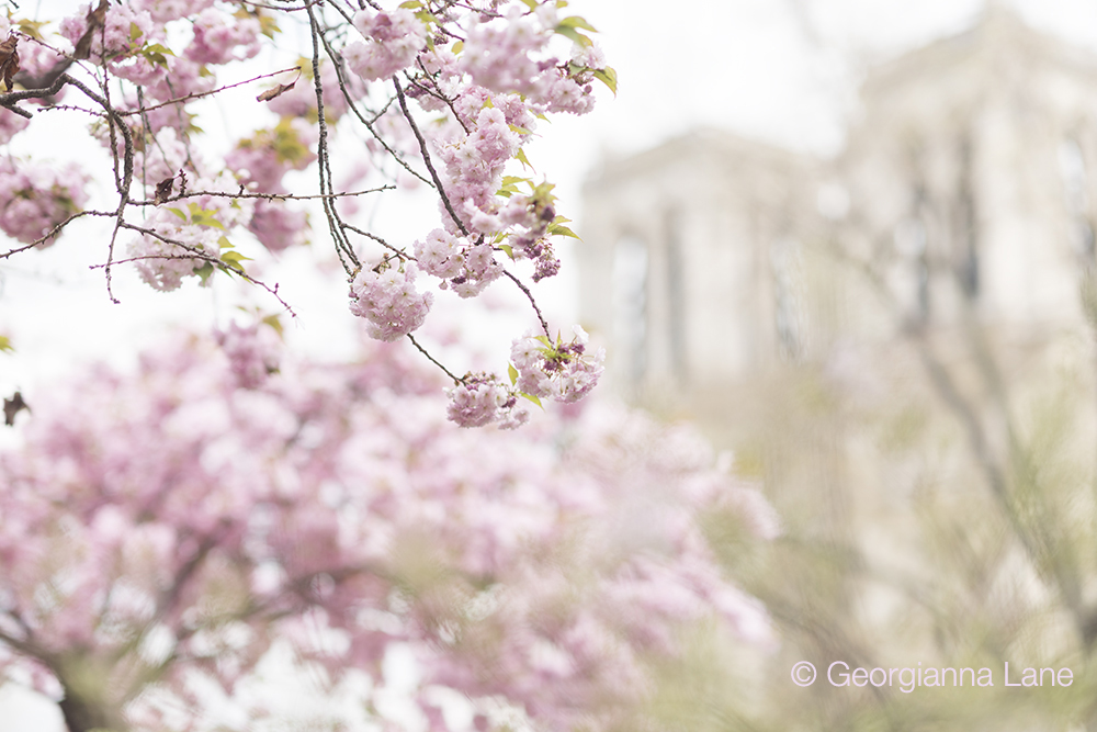 Cherry blossoms in Paris by Georgianna Lane, author of Paris in Bloom