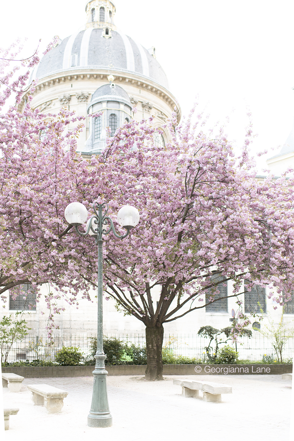 Cherry blossoms in Paris by Georgianna Lane, author of Paris in Bloom