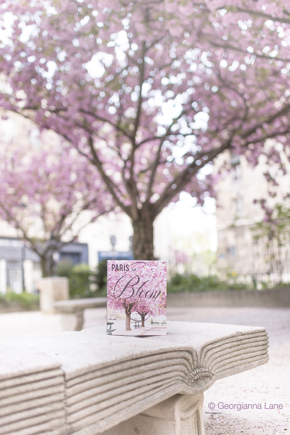 Cherry blossoms in Paris by Georgianna Lane, author of Paris in Bloom