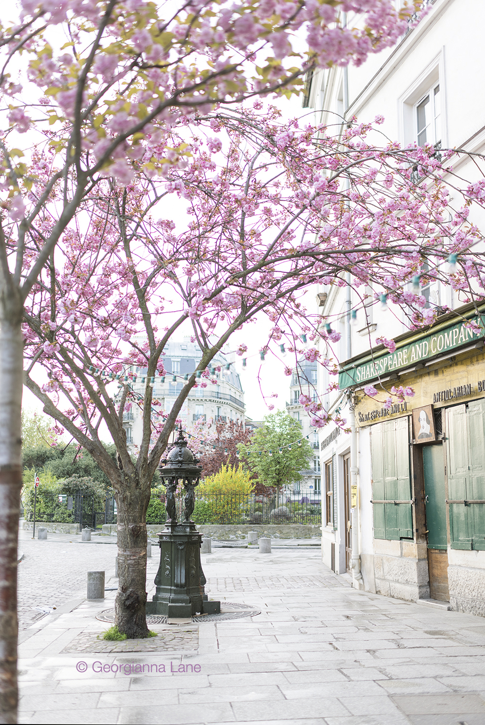 Cherry blossoms in Paris by Georgianna Lane, author of Paris in Bloom