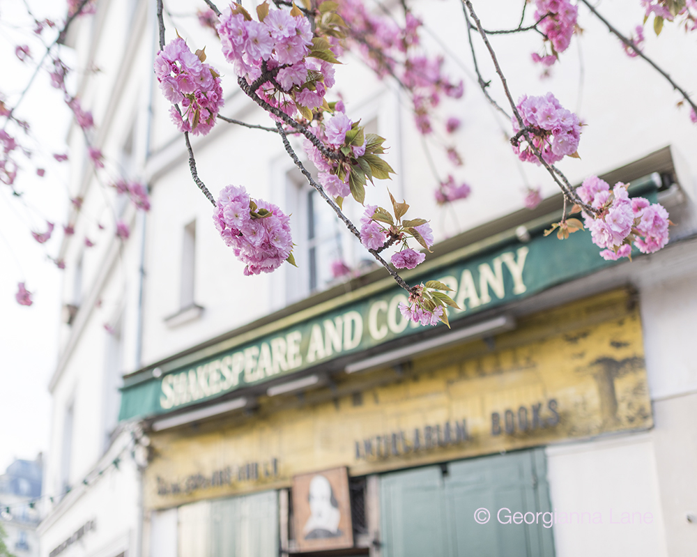 Cherry blossoms in Paris by Georgianna Lane, author of Paris in Bloom