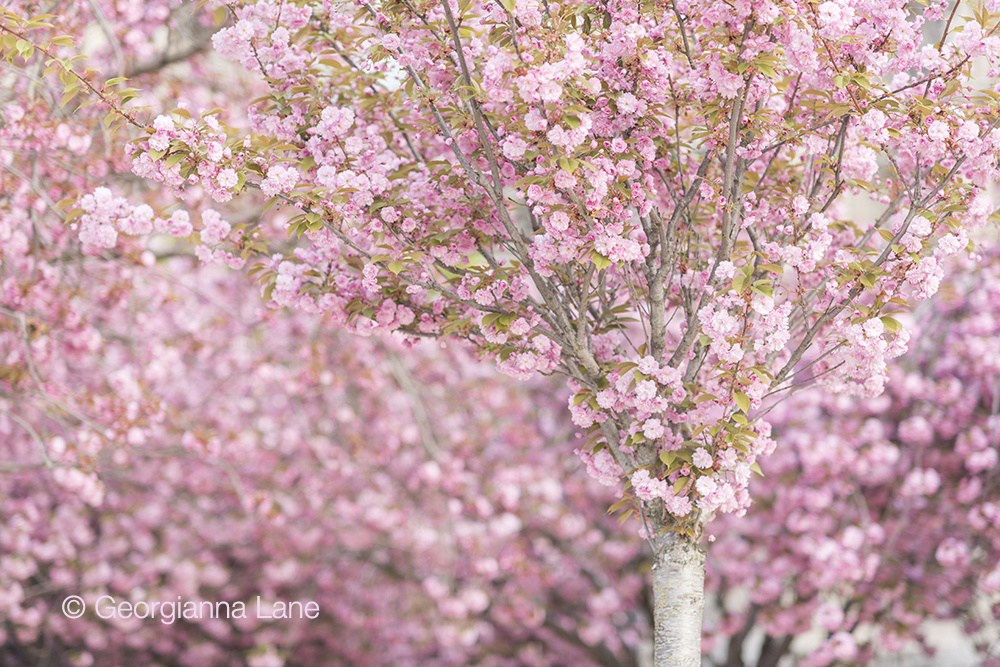 Cherry blossoms in Paris by Georgianna Lane, author of Paris in Bloom