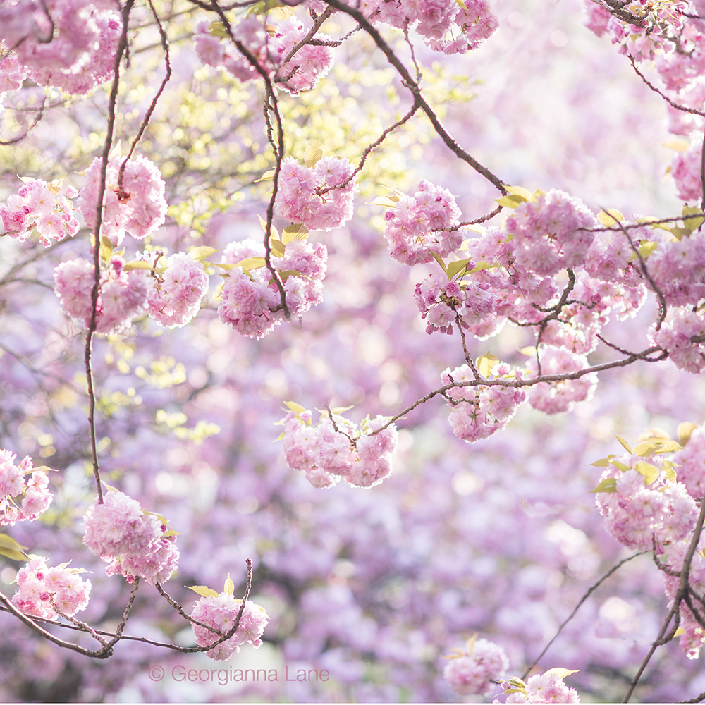 Cherry blossoms in Paris by Georgianna Lane, author of Paris in Bloom