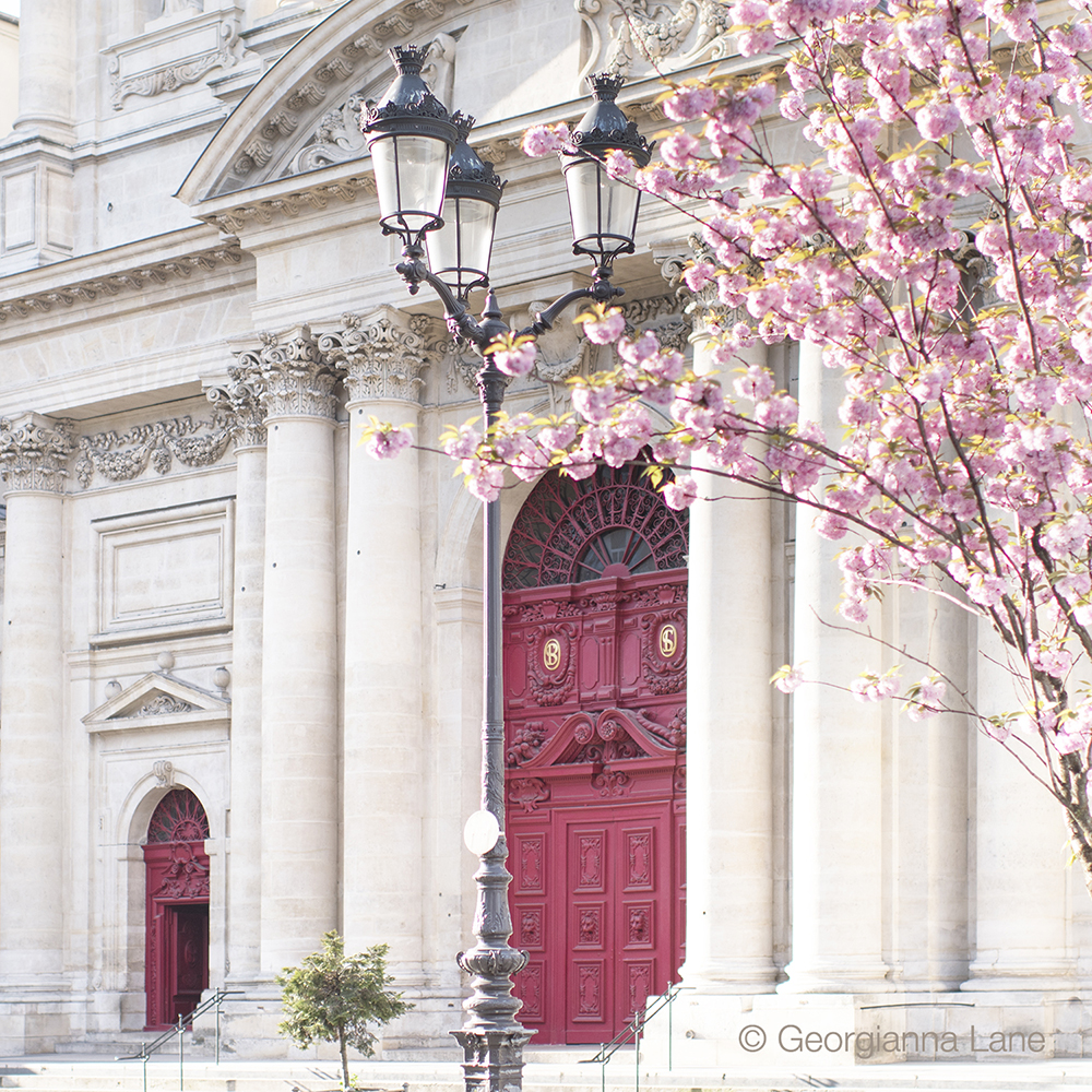 Cherry blossoms in Paris by Georgianna Lane, author of Paris in Bloom