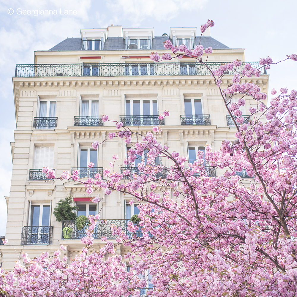 Cherry blossoms in Paris by Georgianna Lane, author of Paris in Bloom