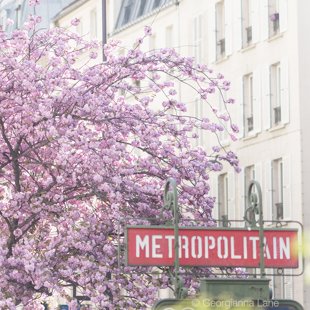 Cherry blossoms in Paris by Georgianna Lane, author of Paris in Bloom