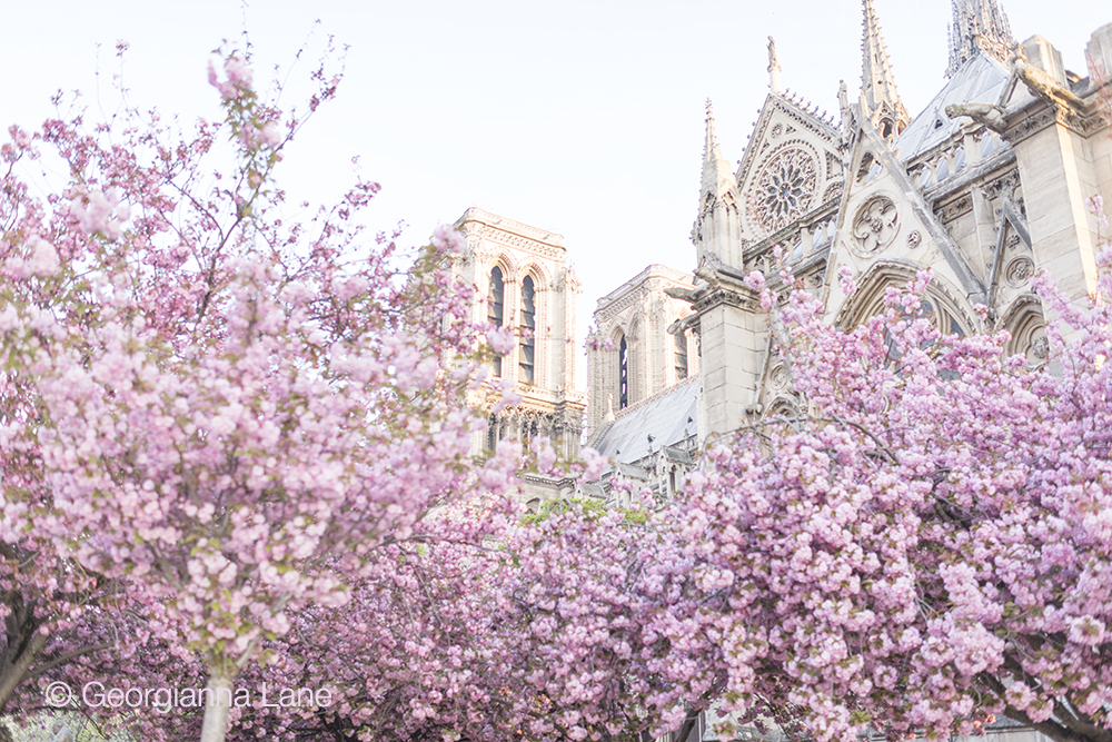 Cherry Blossoms in Paris