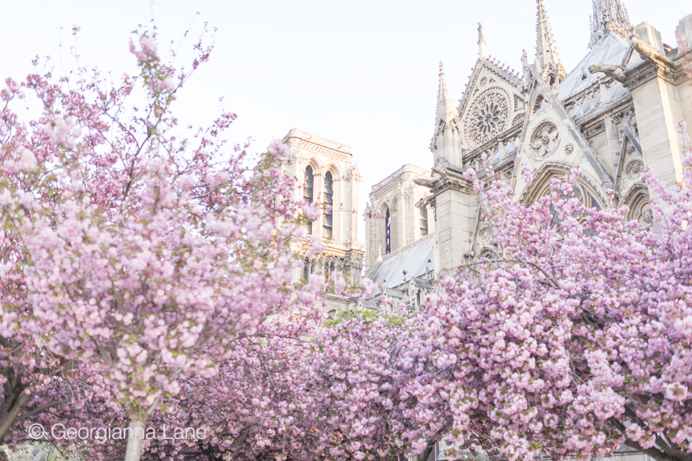 Cherry blossoms in Paris by Georgianna Lane, author of Paris in Bloom