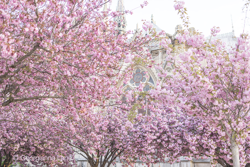 Cherry blossoms in Paris by Georgianna Lane, author of Paris in Bloom