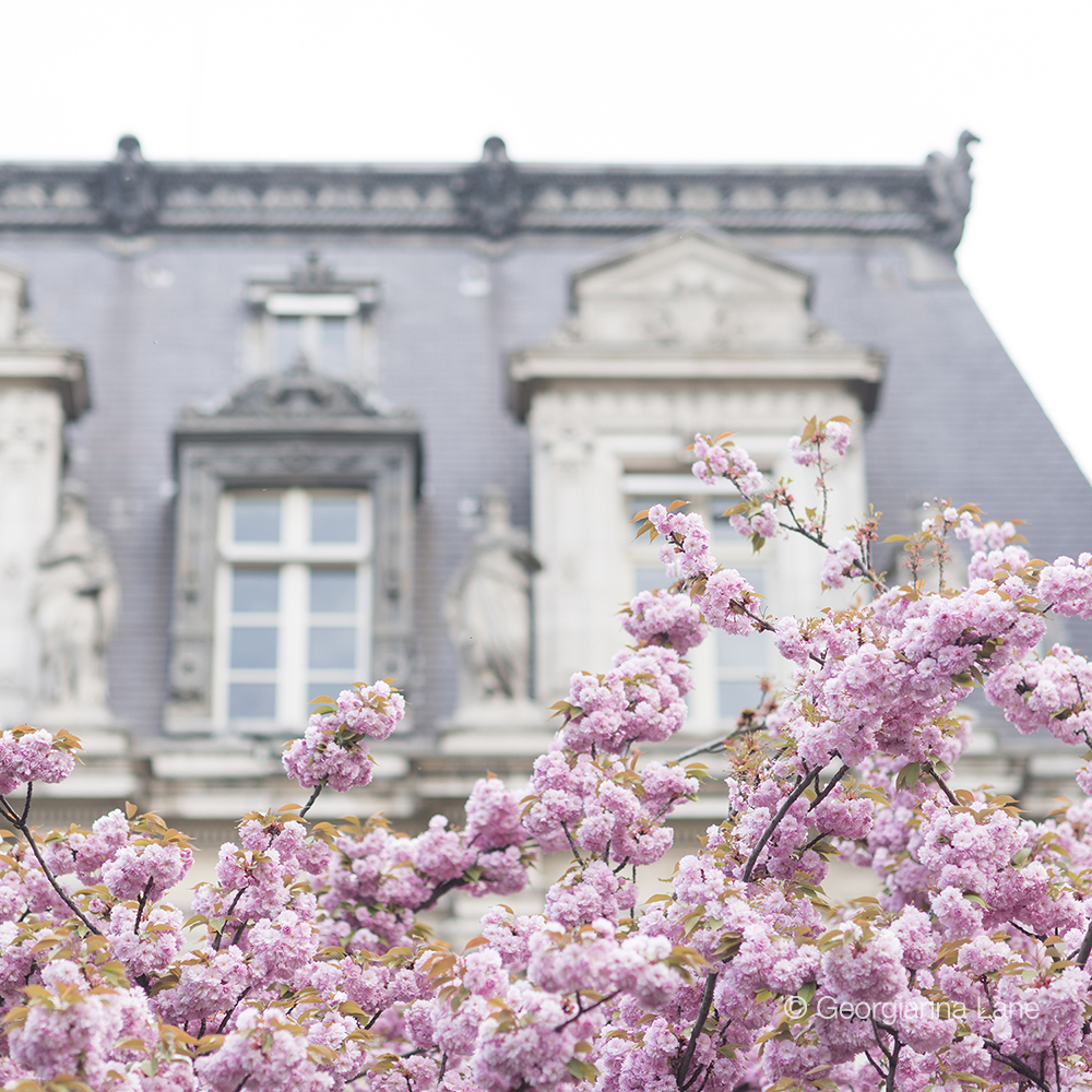 Cherry blossoms in Paris by Georgianna Lane, author of Paris in Bloom