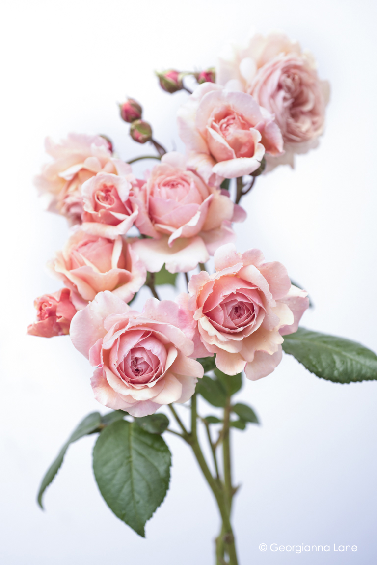 David Austin Rose A Shropshire Lad photographed by Georgianna Lane