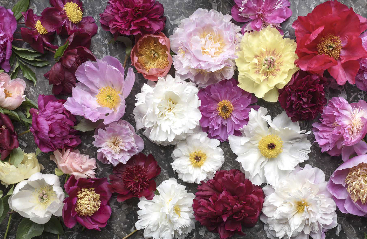 Peonies at Chateau de Sourches, France, photographed by Georgianna Lane