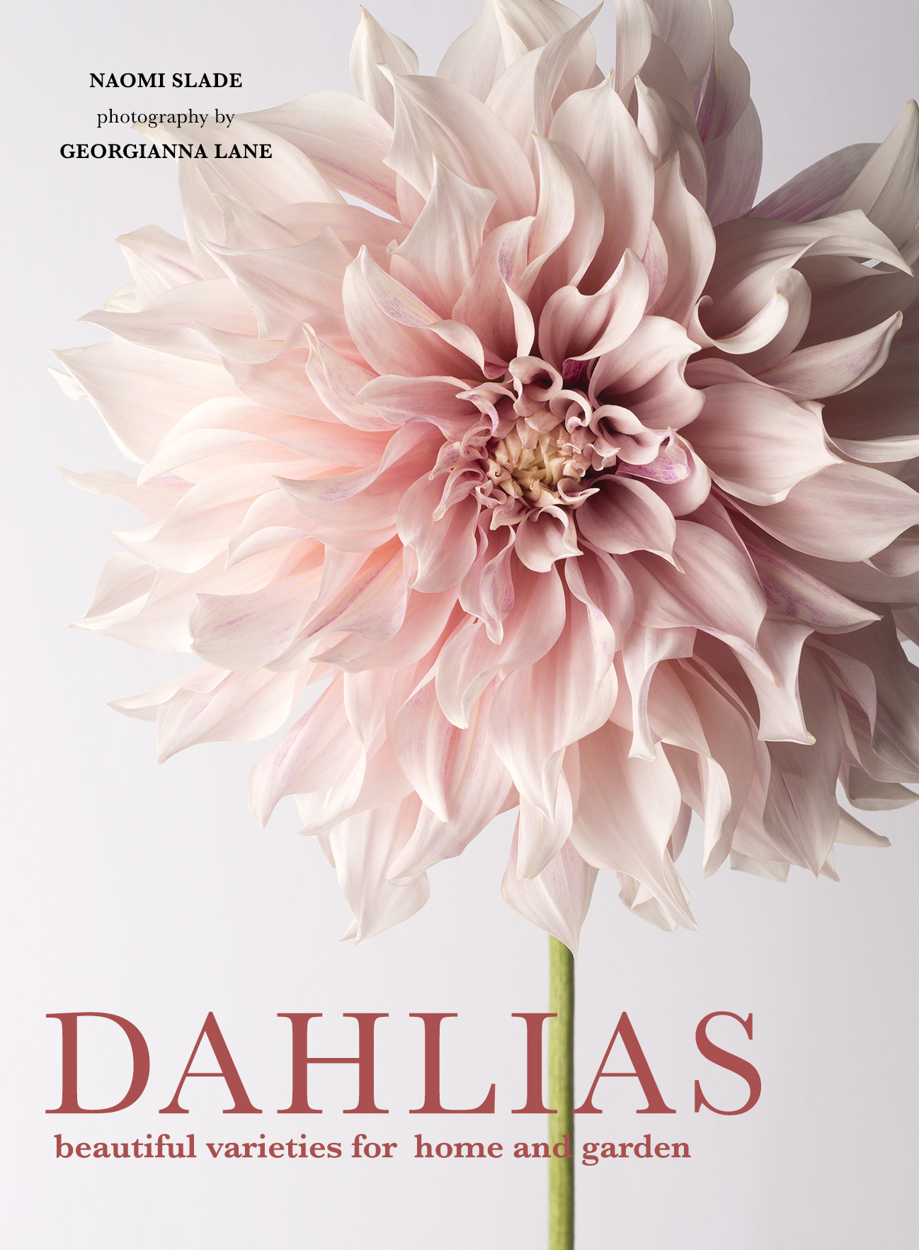 Dahlias, photography by Georgianna Lane