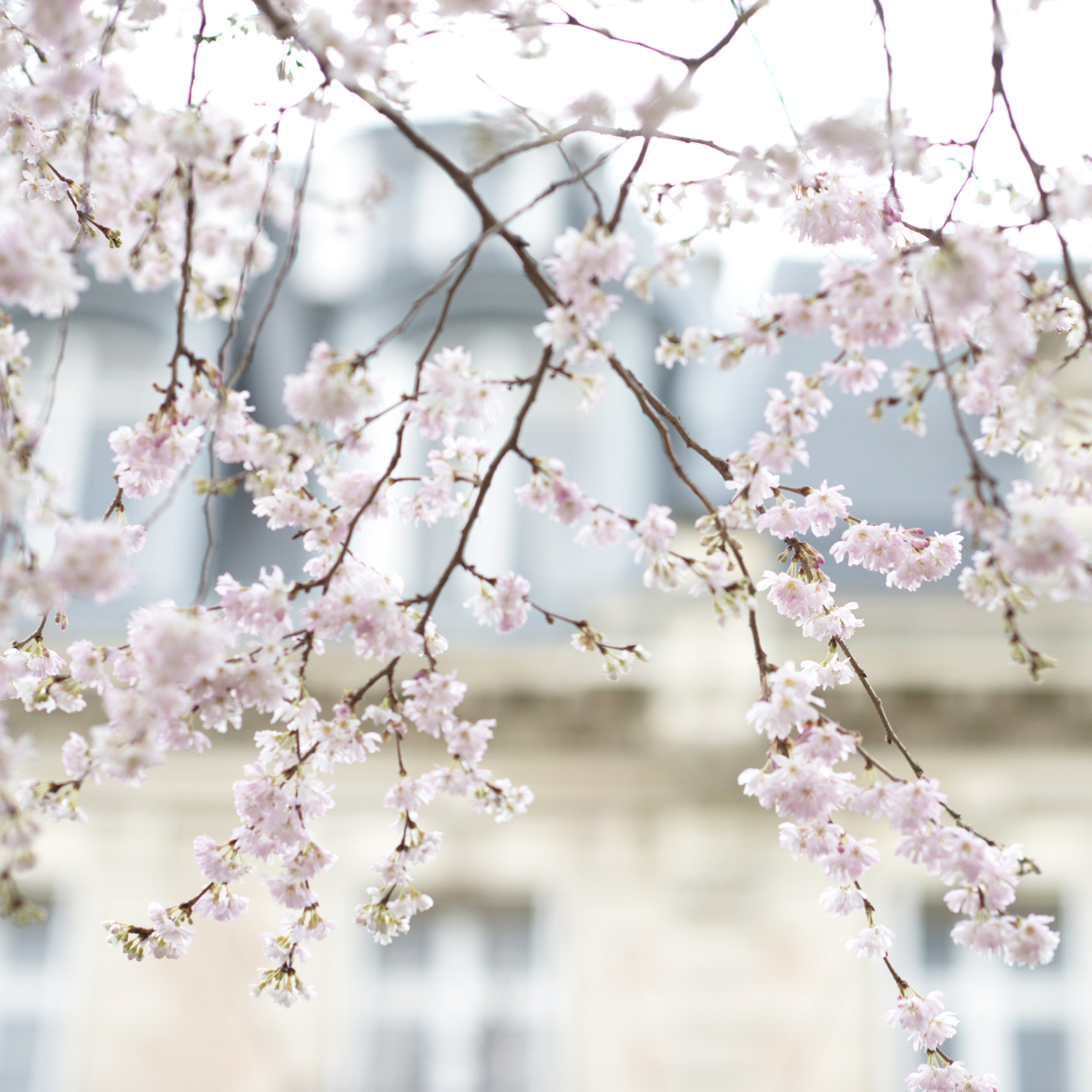 Cherry Blossoms in Paris by Georgianna Lane