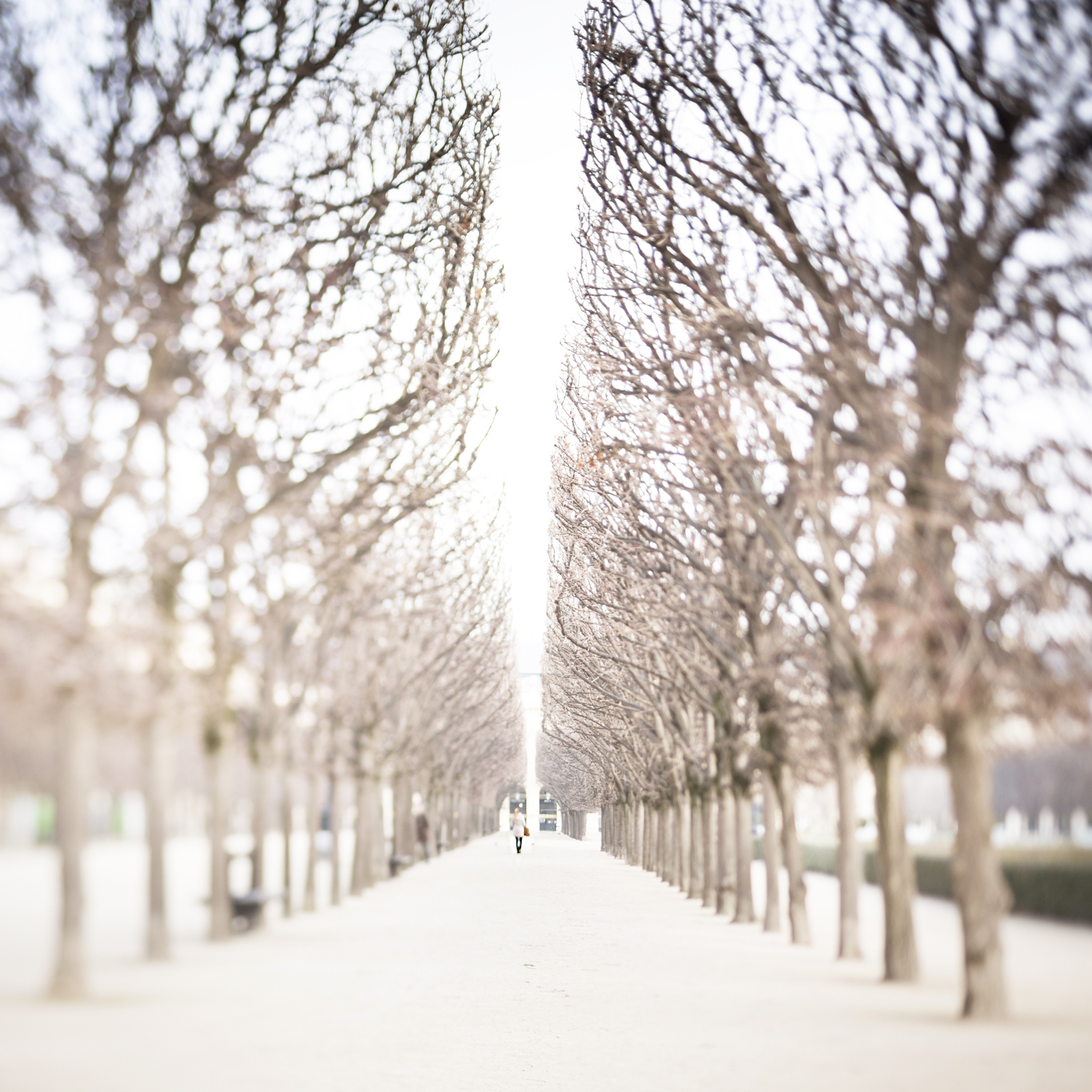 Palais Royal, Paris in Winter by Georgianna Lane