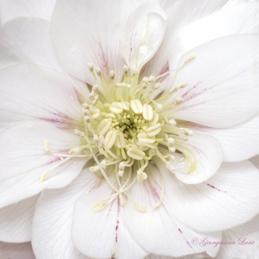 Hellebore photographed in the 7th arrondissement Hellebore photographed in Paris by Georgianna Lane