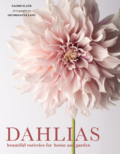 Dahlias, photography by Georgianna Lane