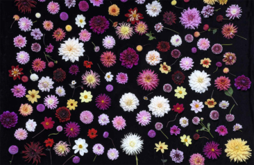 Dahlias, photography by Georgianna Lane