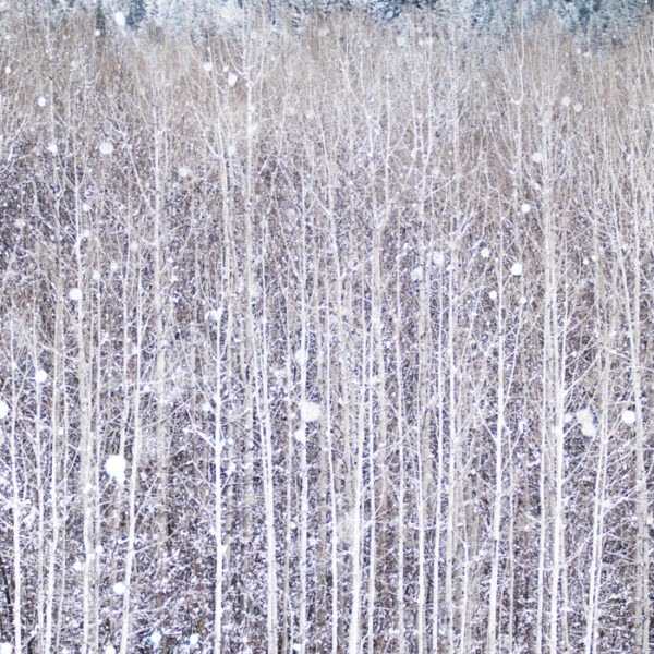 birch trees in snow