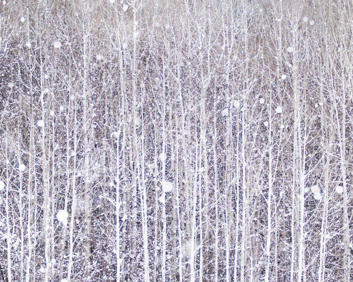 birch trees in snow