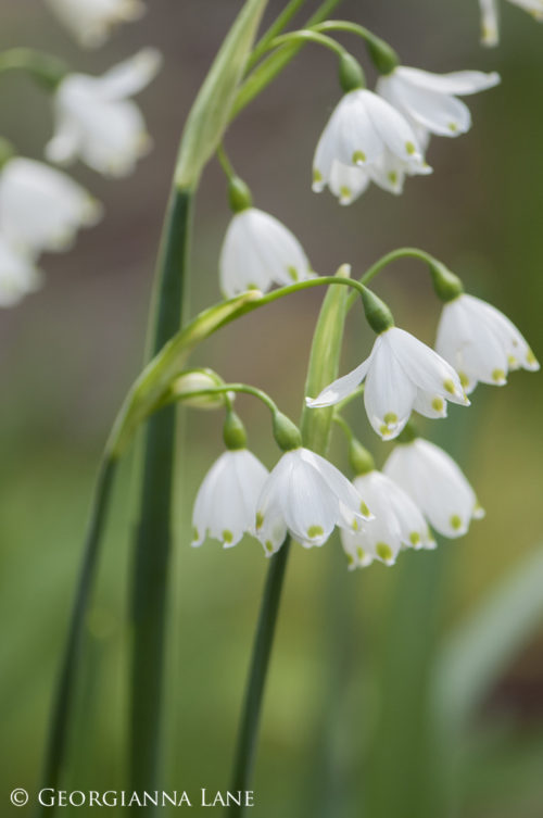 Spring Snowflakes