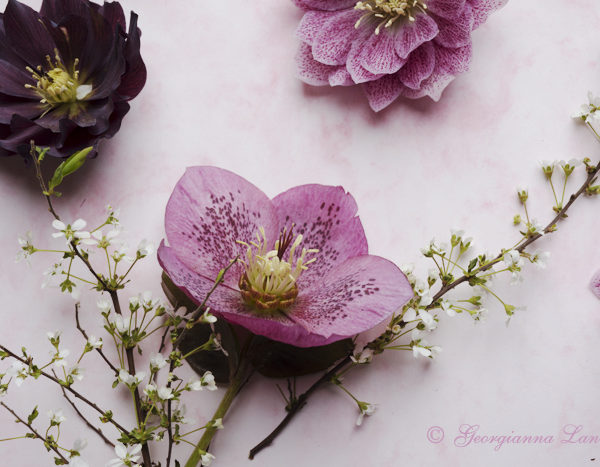 Hellebores from Our Garden