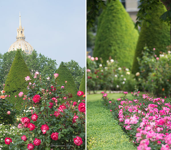 May in Paris: Roses at the Rodin