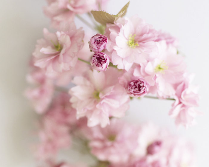 Kwanzan Cherry Blossoms by Georgianna Lane