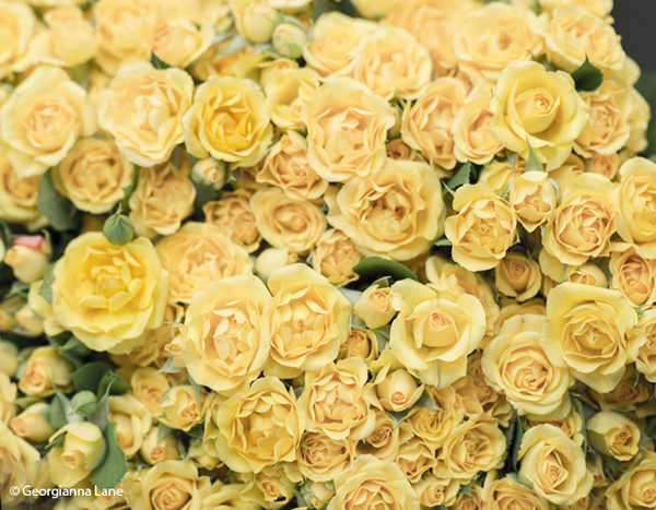 Yellow Roses, Paris, by Georgianna Lane
