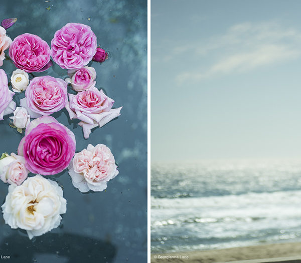 Floating Roses and the Coast of Central Chile by Georgianna Lane