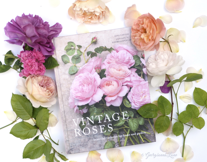 Vintage Roses, photography by Georgianna Lane