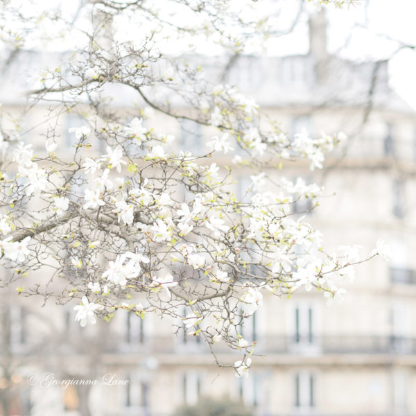 White Star Magnolia in Paris by Georgianna Lane
