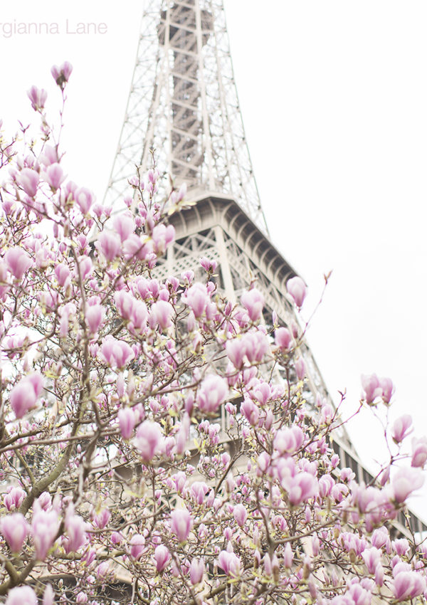 Magnolias in Paris, Part II