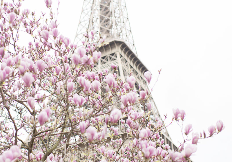 Magnolias at the Eiffel Tower by Georgianna Lane