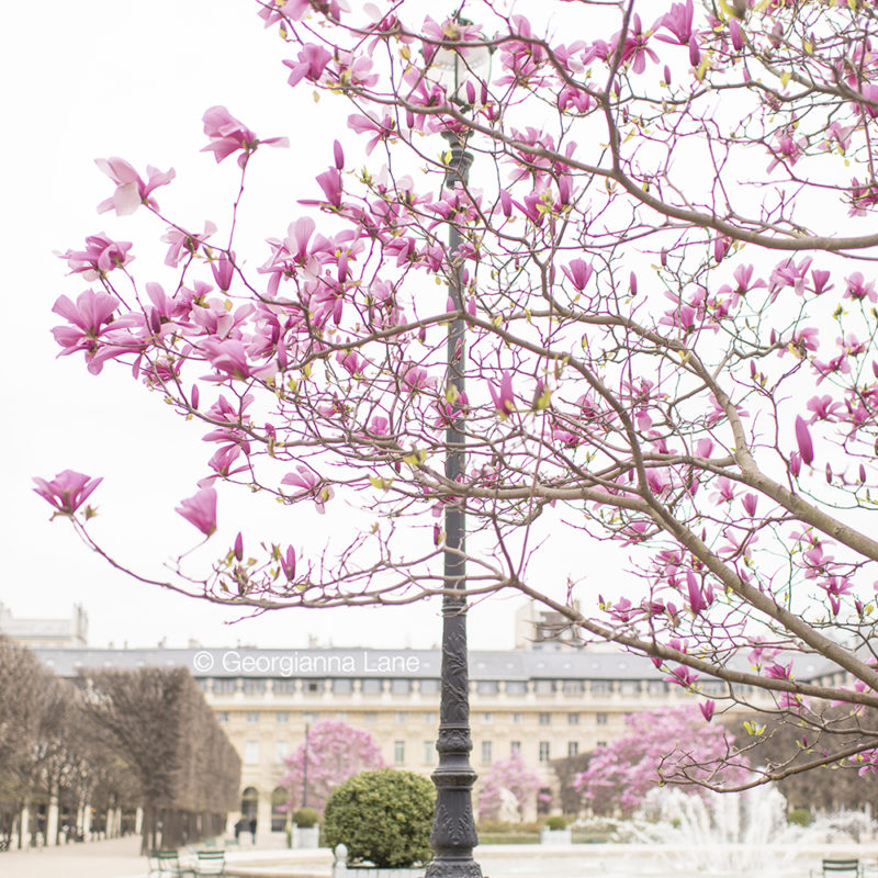 Magnolias in Paris