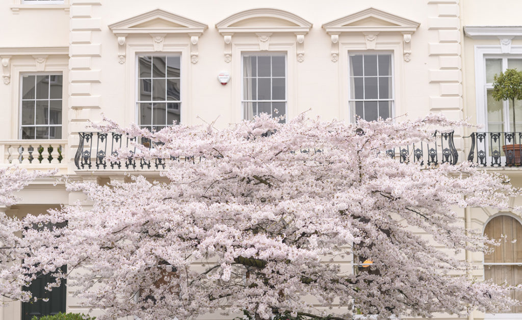 Spring Blossoms in London