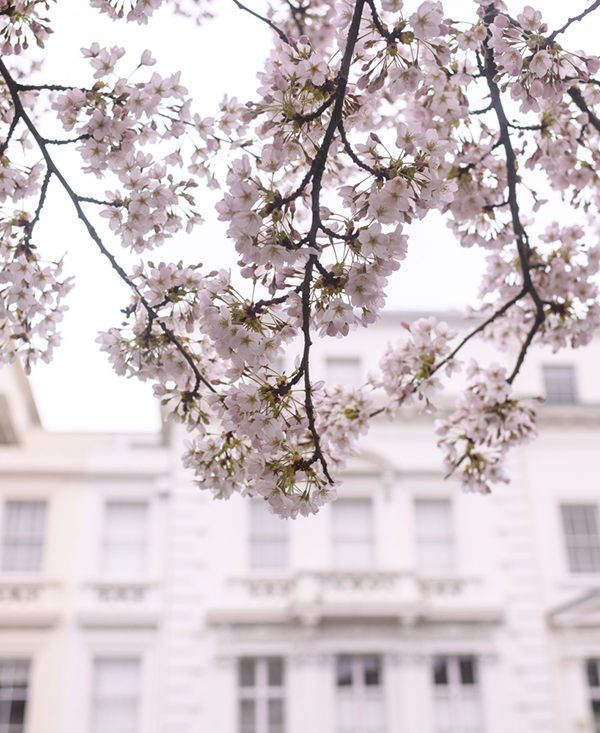 Spring Blossoms in London